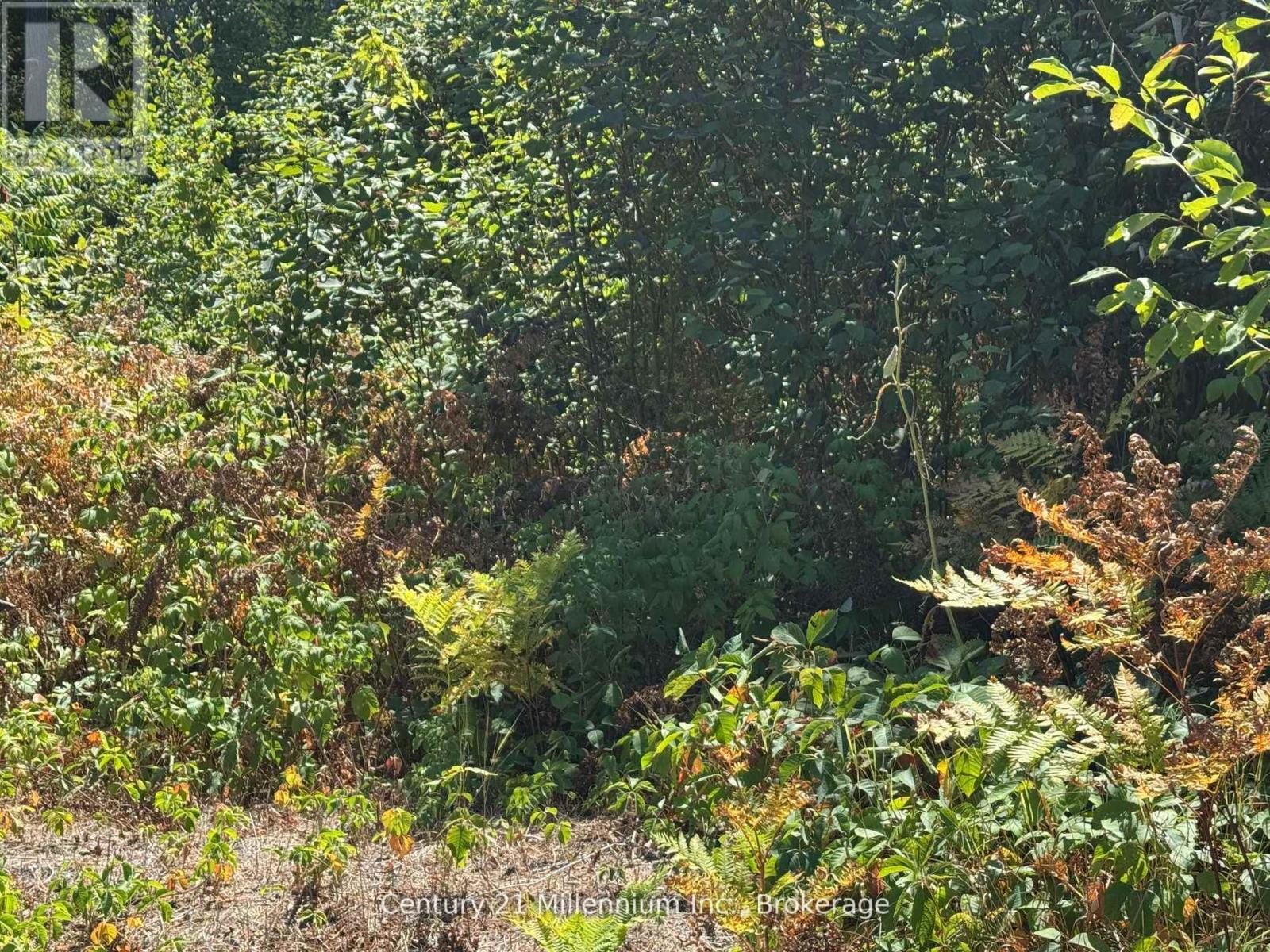 931 RIVER ROAD E, Wasaga Beach, Ontario, L9Z2P4 — Photo 3