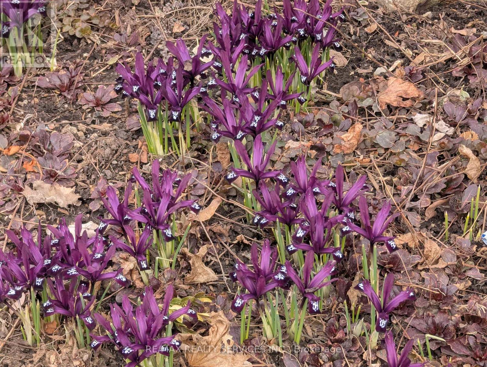 7 HAMLET COURT, Brampton (Central Park), Ontario, L6S1X5 — Photo 49