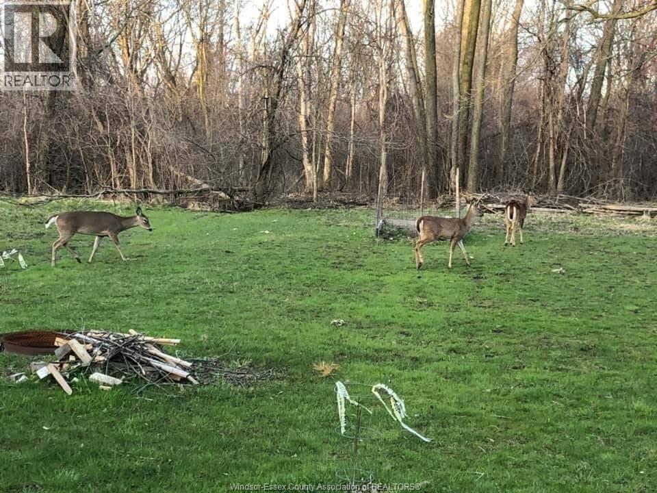 1960 RANDOLPH, Windsor, Ontario, N9B2W5 — Photo 48