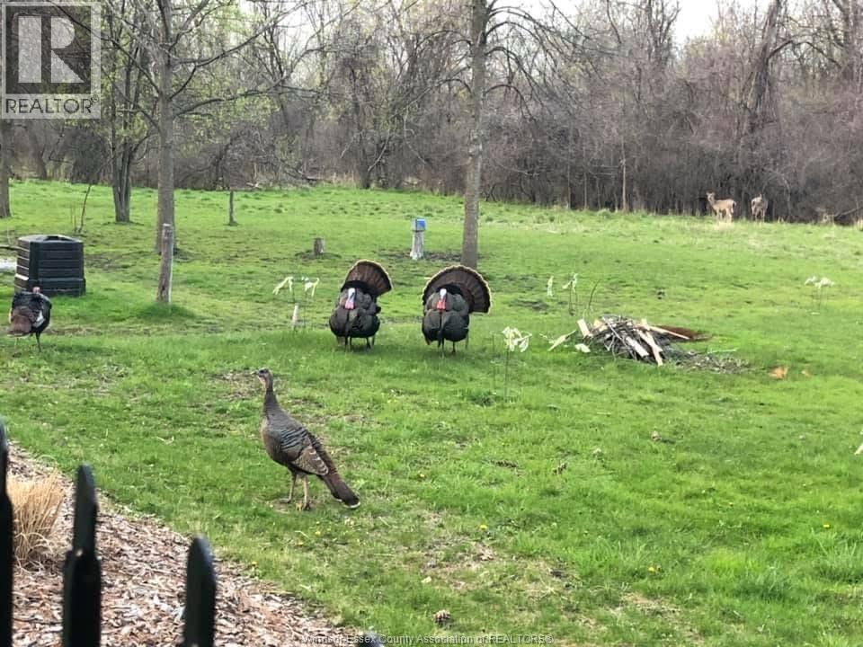 1960 RANDOLPH, Windsor, Ontario, N9B2W5 — Photo 49