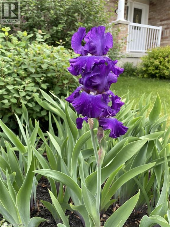 126 SNOWDROP Crescent, Kitchener, Ontario, N2E4G7 — Photo 37