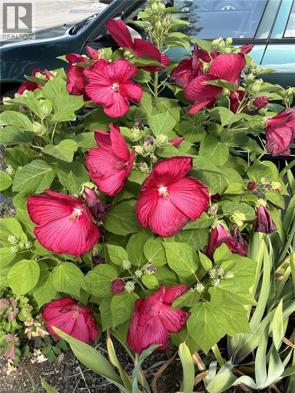 126 SNOWDROP Crescent, Kitchener, Ontario, N2E4G7 — Photo 38